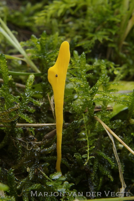 Gele knotszwam - Clavulinopsis helvola