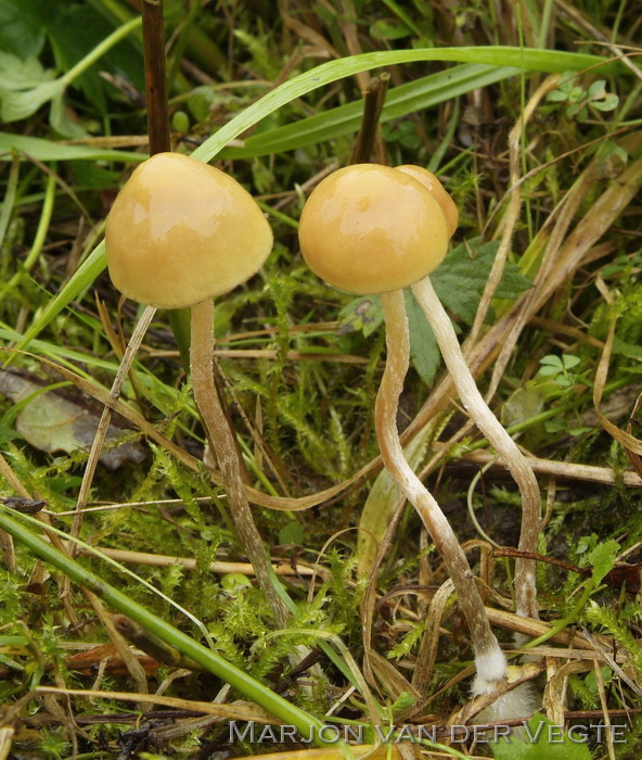 Gele moeraszwavelkop - Hypholoma ericaeoides