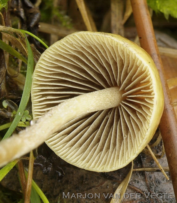 Gele moeraszwavelkop - Hypholoma ericaeoides