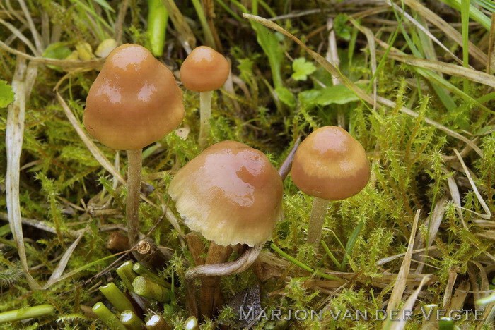 Gele moeraszwavelkop - Hypholoma ericaeoides