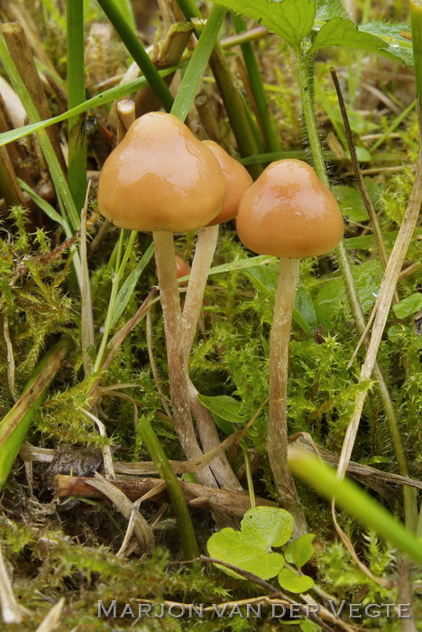 Gele moeraszwavelkop - Hypholoma ericaeoides