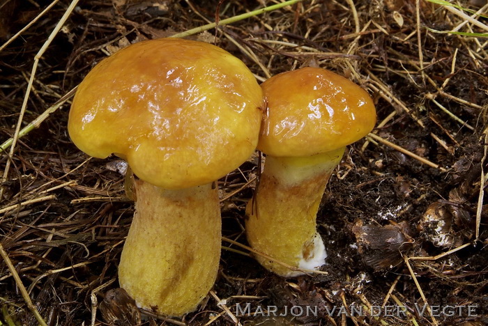 Gele ringboleet - Suillus grevillei