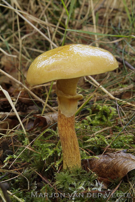 Gele ringboleet - Suillus grevillei