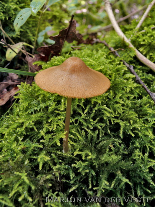 Gele satijnzwam - Entoloma formosum