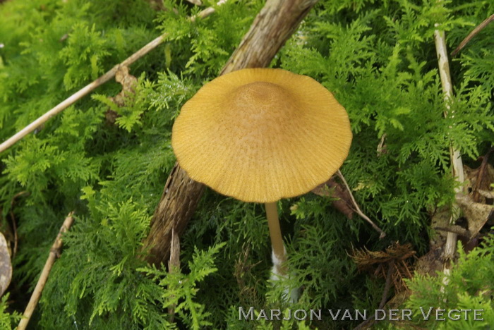 Gele satijnzwam - Entoloma formosum