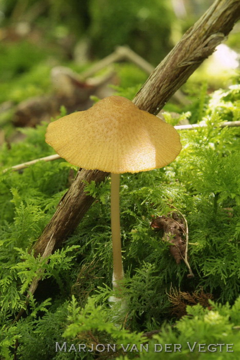 Gele satijnzwam - Entoloma formosum