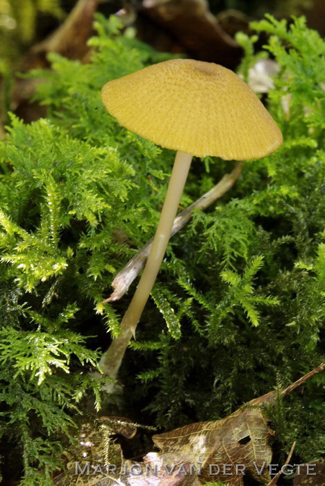 Gele satijnzwam - Entoloma formosum