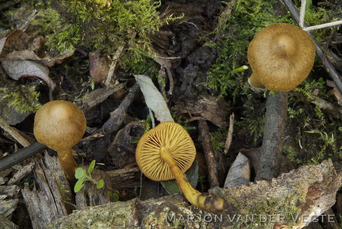 Koperrode gordijnzwam f. luteus - Cortinarius uliginosus f. luteus