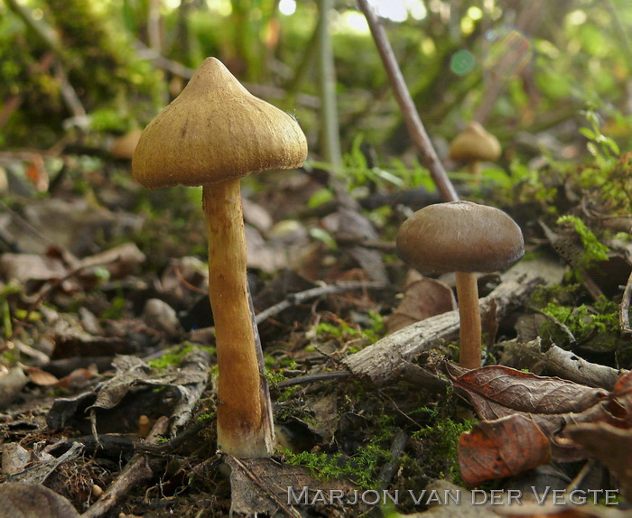 Koperrode gordijnzwam f. luteus - Cortinarius uliginosus f. luteus