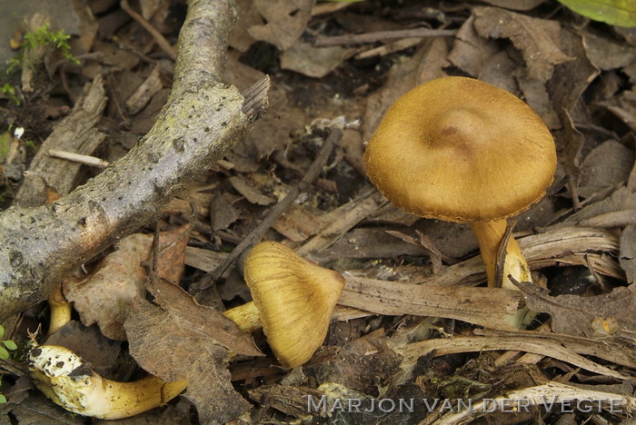 Koperrode gordijnzwam f. luteus - Cortinarius uliginosus f. luteus