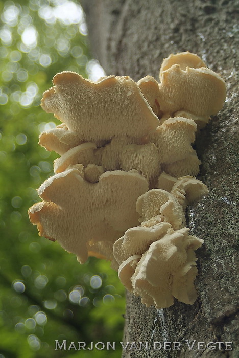 Gelobde pruikzwam - Hericium cirrhatum