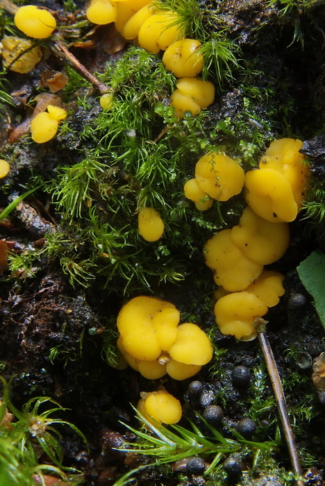 Genaveld sapbekertje - Phaeohelotium umbilicatum