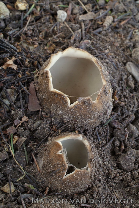 Cedergrond bekerzwam - Geopora sumneriana