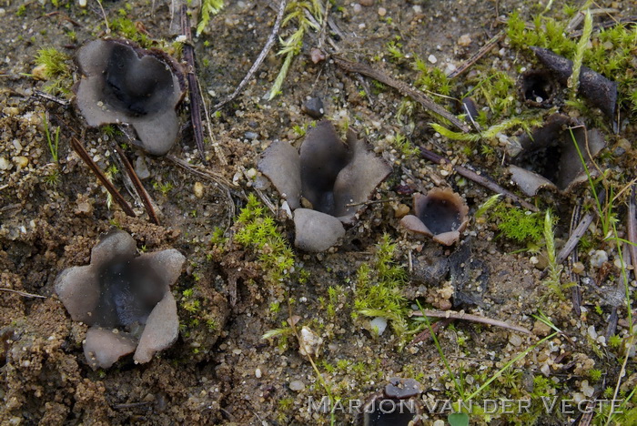 Zandputje - Geopora arenicola