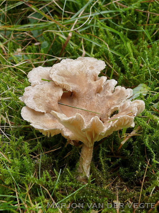 Geribbelde trechterzwam - Clitocybe costata