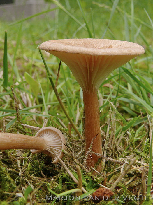 Geribbelde trechterzwam - Clitocybe costata