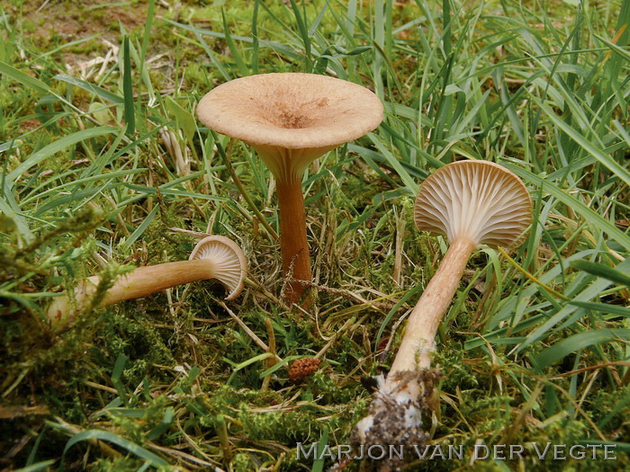 Geribbelde trechterzwam - Clitocybe costata