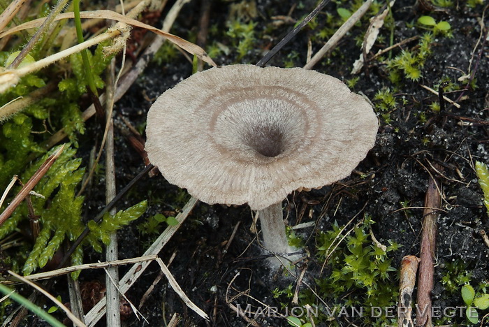 Geribbelde satijnzwam - Entoloma undatum