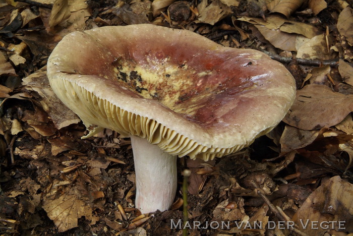 Vissige eikenrussula - Russula graveolens