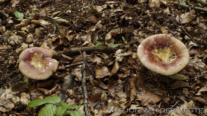 Vissige eikenrussula - Russula graveolens