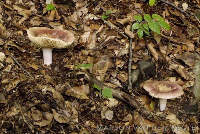 Vissige eikenrussula - Russula graveolens