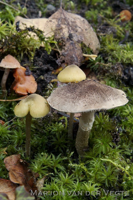 Geringde ridderzwam - Tricholoma cingulatum