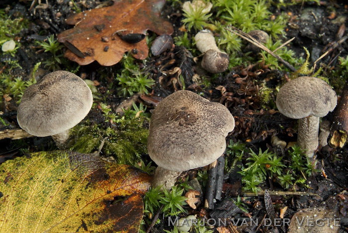 Geringde ridderzwam - Tricholoma cingulatum