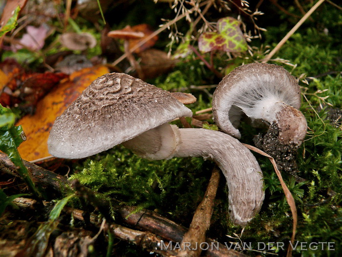 Geringde ridderzwam - Tricholoma cingulatum