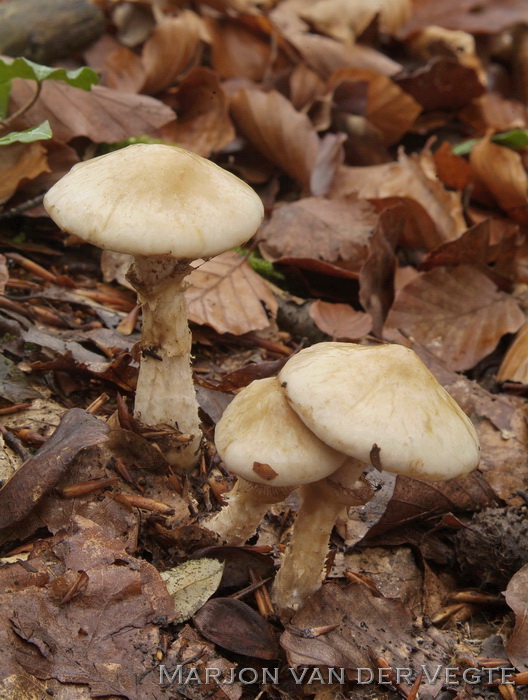 Geringde vaalhoed - Hebeloma radicosum