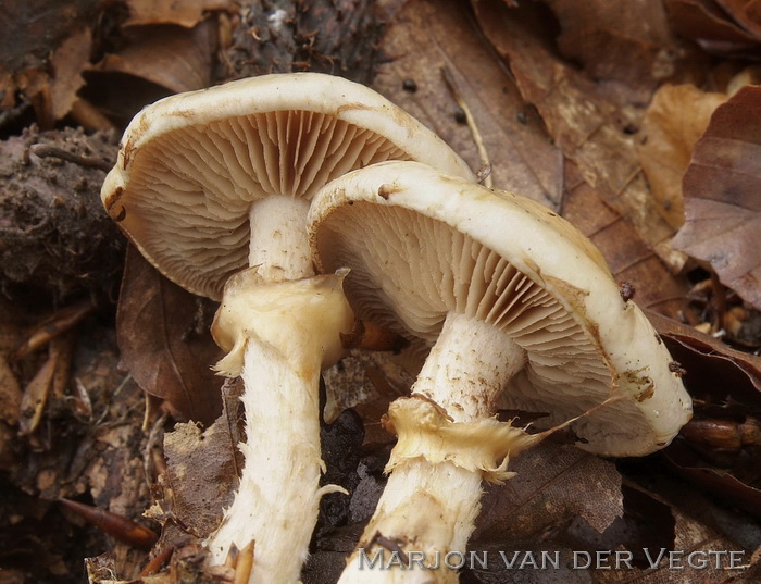 Geringde vaalhoed - Hebeloma radicosum