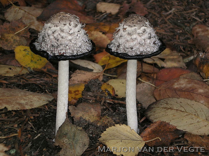 Geschubde inktzwam - Coprinus comatus