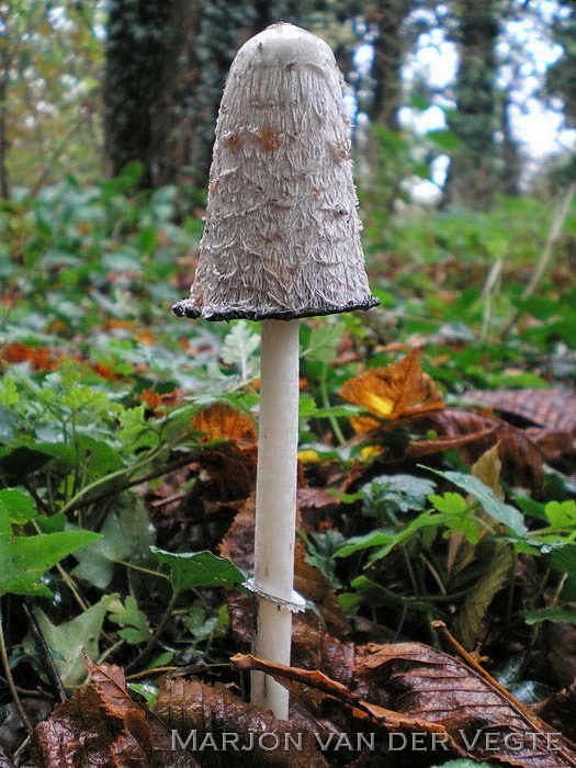 Geschubde inktzwam - Coprinus comatus