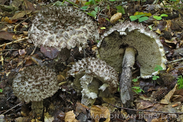 Geschubde boleet - Strobilomyces strobilaceus