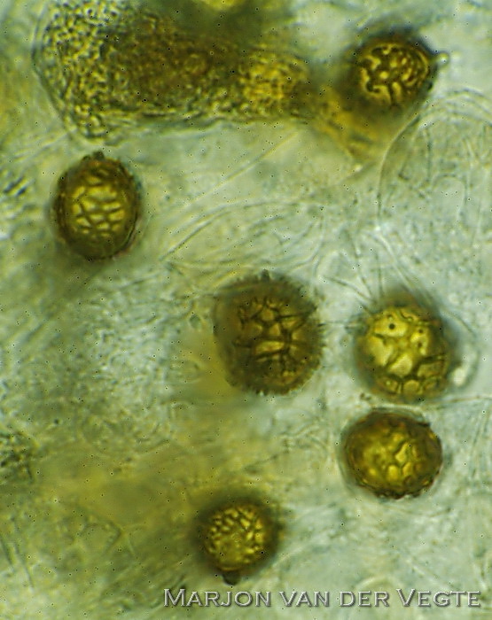 Geschubde boleet - Strobilomyces strobilaceus