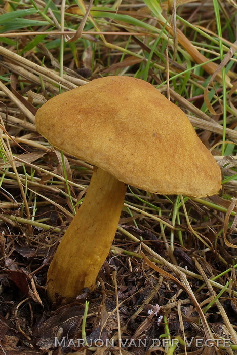 Bruine Fluweelboleet - Xerocomus ferrugineus