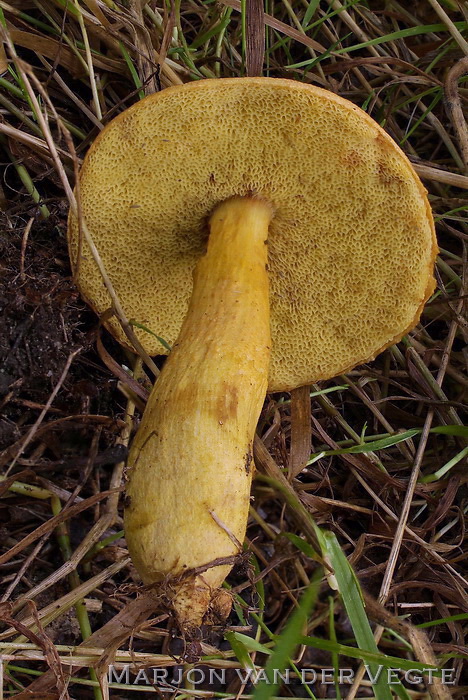 Bruine Fluweelboleet - Xerocomus ferrugineus