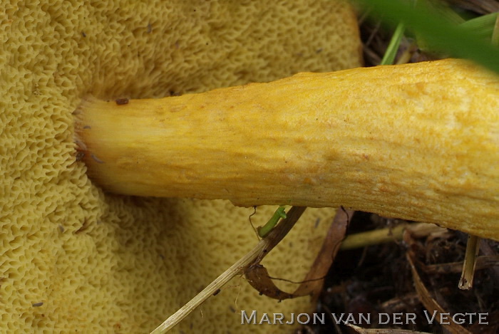 Bruine Fluweelboleet - Xerocomus ferrugineus