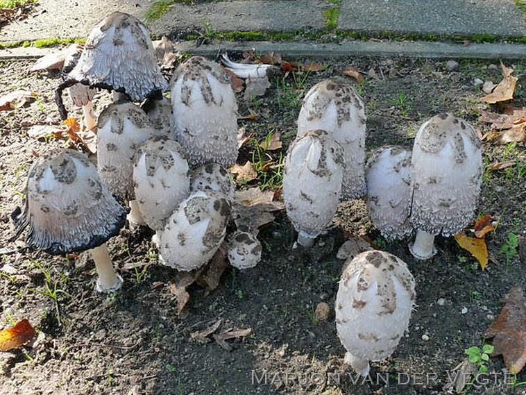 Geschubde inktzwam - Coprinus comatus