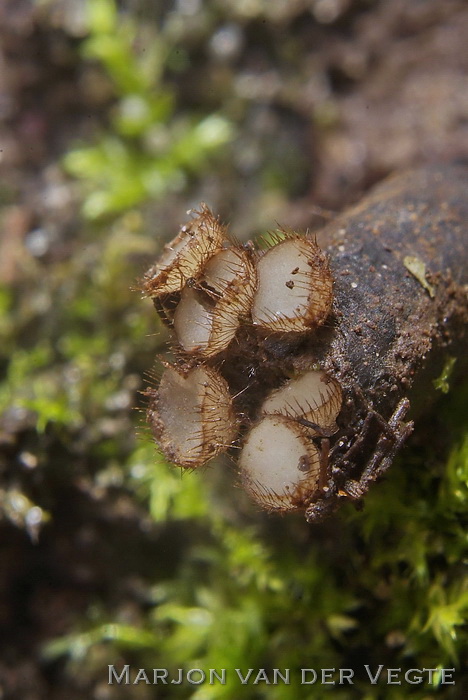 Gespeerd pelsbekertje - Trichophaeopsis bicuspis