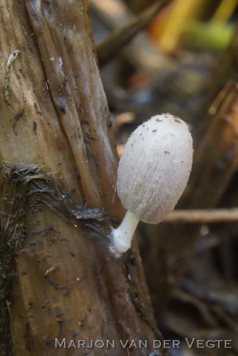 Gespikkelde halminktzwam - Coprinopsis tigrinella