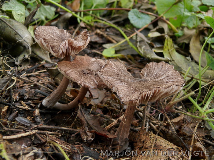 Gespleten satijnzwam - Entoloma scabiosum