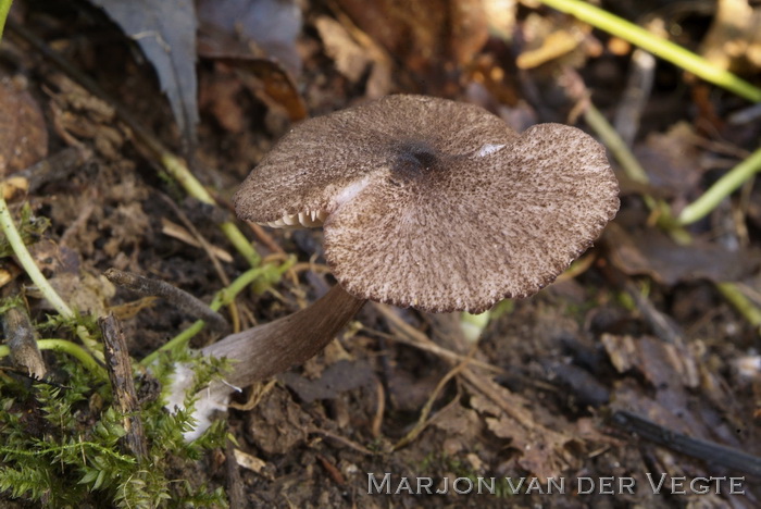 Gespleten satijnzwam - Entoloma scabiosum