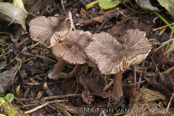 Gespleten satijnzwam - Entoloma scabiosum