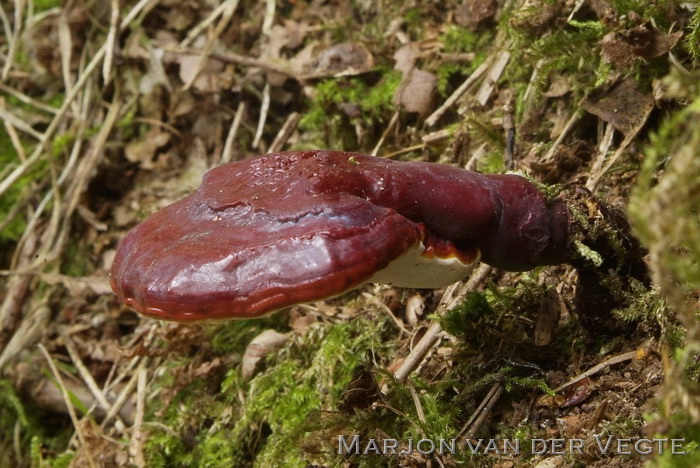 Gesteelde lakzwam - Ganoderma lucidum