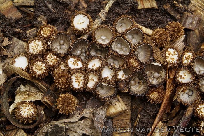 Gestreept nestzwammetje - Cyathus striatus