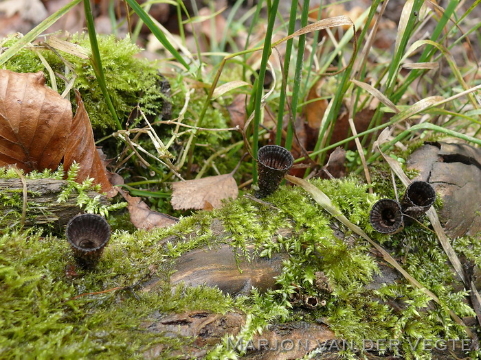 Gestreept nestzwammetje - Cyathus striatus