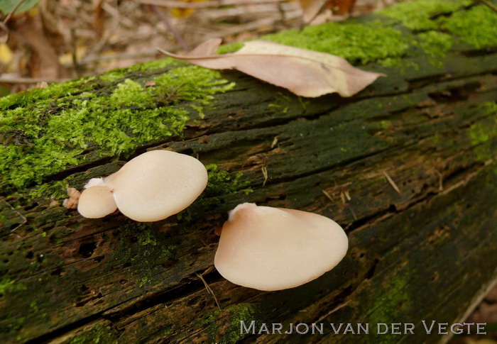 Week oorzwammetje - Crepidotus mollis