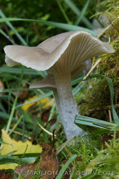 Gestreepte trechterzwam - Clitocybe vibecina