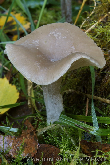 Gestreepte trechterzwam - Clitocybe vibecina