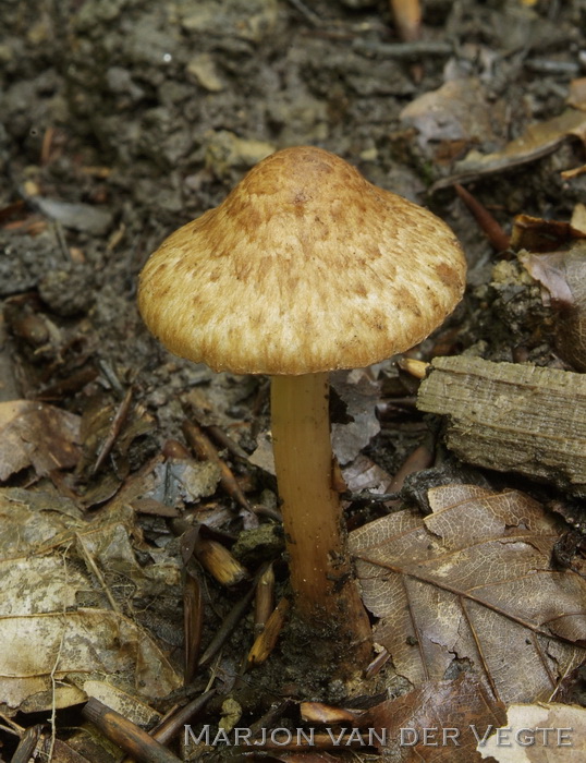 Geurende vezelkop - Inocybe bongardii